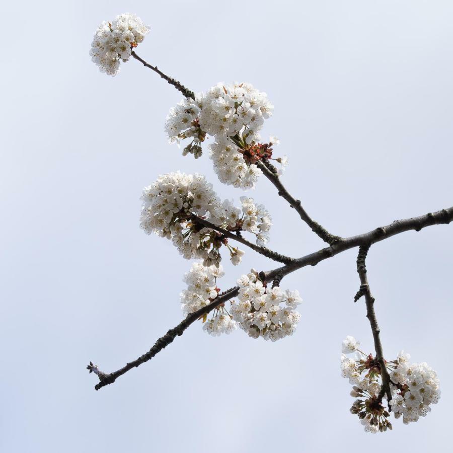힐베르쉼 Onder De Kersenboom B&B 외부 사진